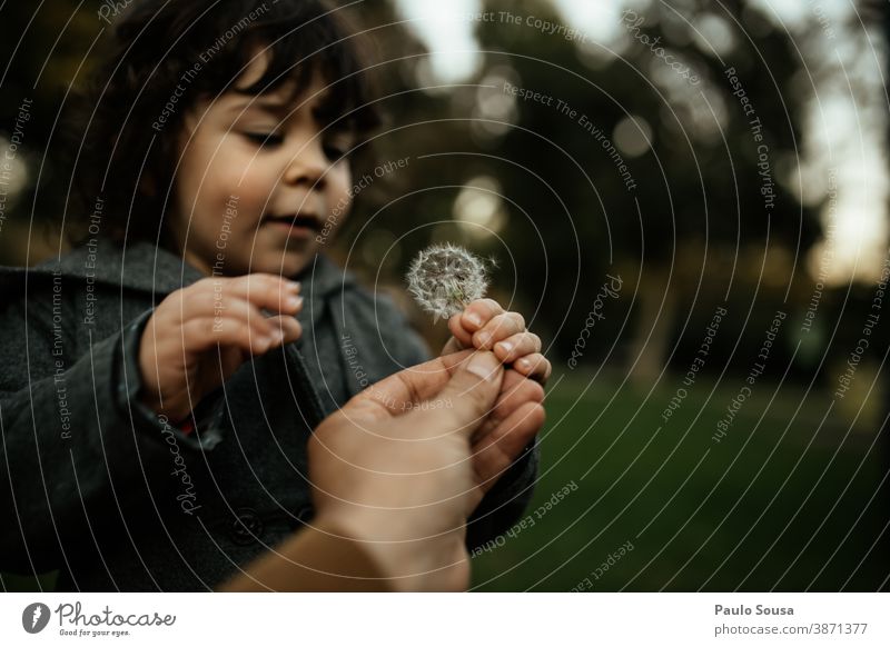 Child holding Dandelion 0-09 years Lifestyle authentic autumn caucasian child color curiosity curly hair daughter day enjoyment environment explore family