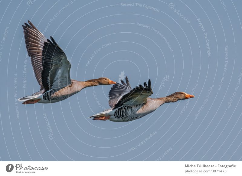 Flying grey geese wild geese Anser anser Head Beak Eyes Neck feathers plumage Grand piano Legs flapping Span flight Sky sunshine birds Wild Birds animals