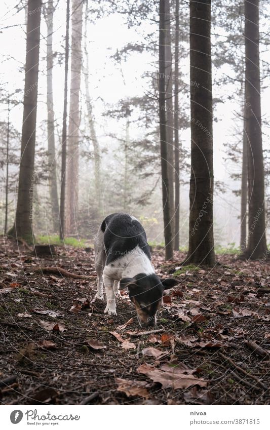 Jack Russell Terrier sniffing in the forest Jack Russell terrier man Dog Animal Pet Small Cute Purebred Brown Exterior shot Obedient intelligent portrait