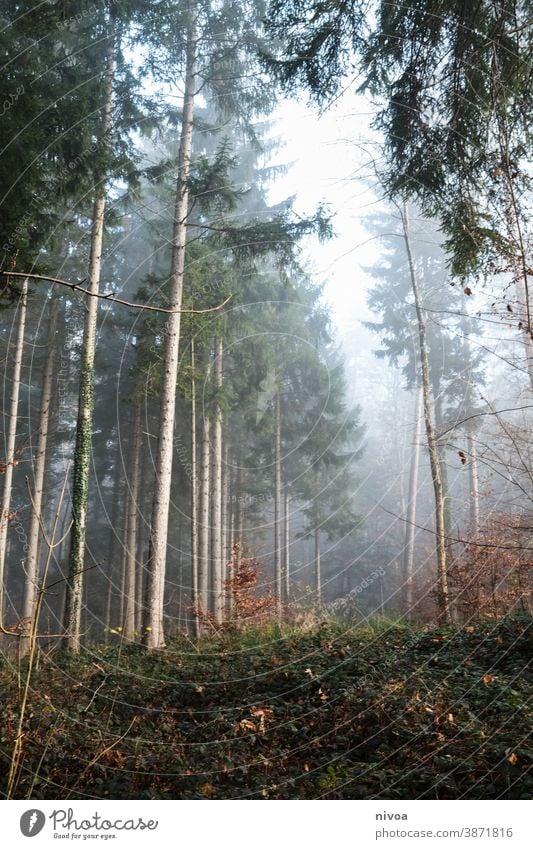 autumn forest Forest Autumn Autumnal Fog fir tree Light Autumn leaves Autumnal colours Nature Tree Exterior shot Colour photo Plant Deserted Landscape