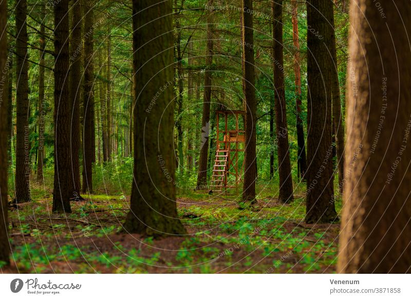 High stand in the spruce forest , selective sharpness, background sharp Hunting lodge hunting hunters perch nature meadow tree trees Germany deer stand