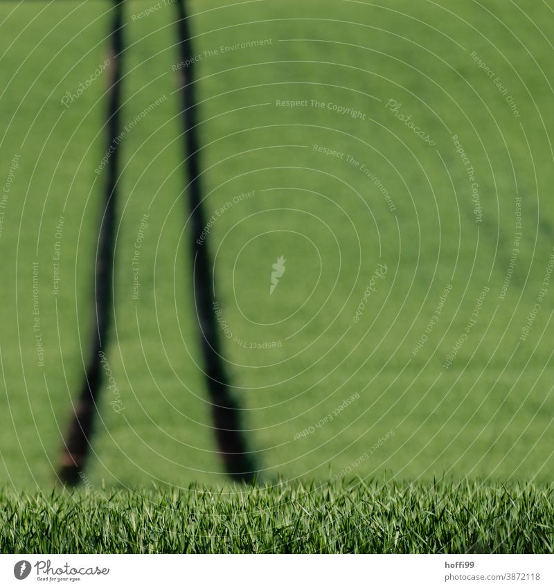 green cornfield in spring with tracks - field paths Spring Field Grain field Tracks Tractor Minimalistic minimalism Agriculture Monoculture Monoculture farming