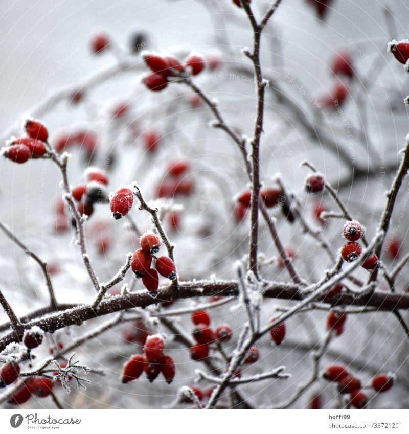 Rose hips in winter with hoarfrost from frozen fog Plant Hoar frost Frost Ice Snow ice and snow Winter Cold White Frozen Branch Leaf Ice crystal Freeze Nature