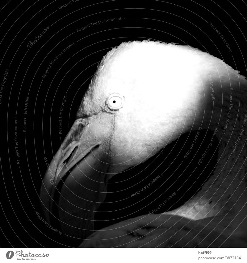 the eye of the flamingo Eyes Flamingo Animal portrait Zoo Beak Animal face Bird Looking Wild animal Feather animal world Detail Close-up pretty Head