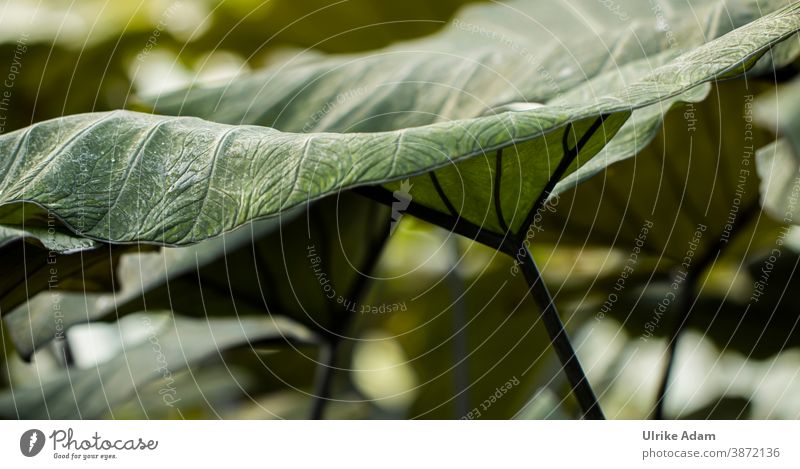 Natural structures - Large green leaf Leaf Green Nature Plant Detail Foliage plant Close-up naturally Structures and shapes Rachis Leaf green