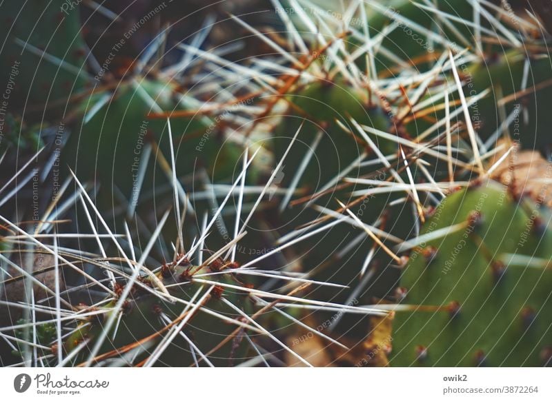 Some Cactus prickles peak Thorny Detail Shallow depth of field Contrast Plant Green Colour photo Deserted Nature Close-up Exotic Macro (Extreme close-up) Day