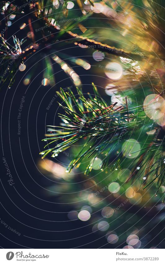 Fir needles with morning dew Coniferous trees Tree Nature Plant leaves Fir tree fir tree Environment Close-up Shallow depth of field Green Colour photo