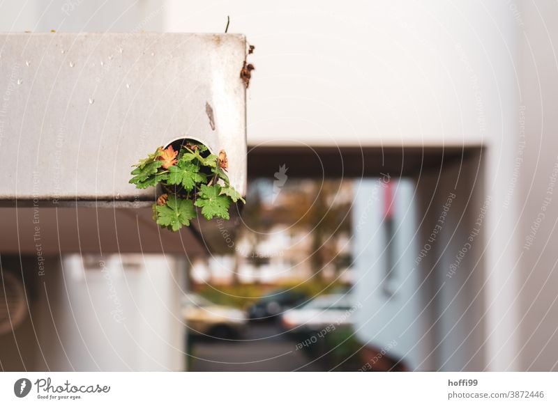 a plant makes its way through a rain gutter Plant urban renaturalisation Rain gutter sneeze greening Conquer Habitat Green renaturation proliferate