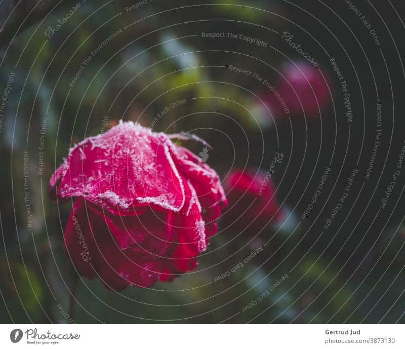 Red rose with already hanging head with hoarfrost Flower Flowers and plants Blossom Autumn autumn colours Nature Hoar frost pink Frost Cold