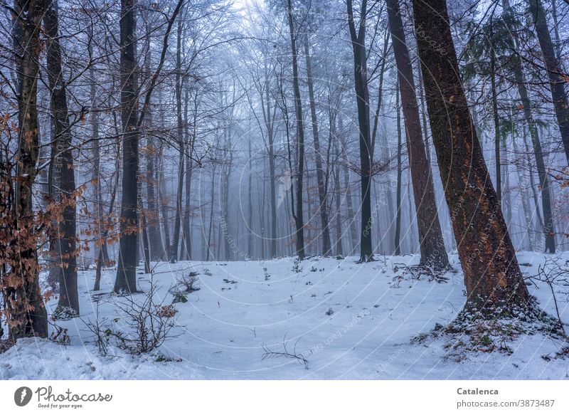 Snow in the forest Nature Tree Forestry trunk Lumber industry Plant Spruce Beech tree Bushes Winter Cold White Gray Brown Wood Fog