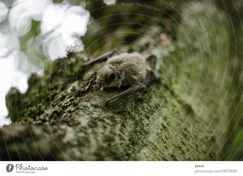 Little bat sits on a branch during the day Animal Close-up Tree Mammal Brown Soft Nature Wildlife naturally