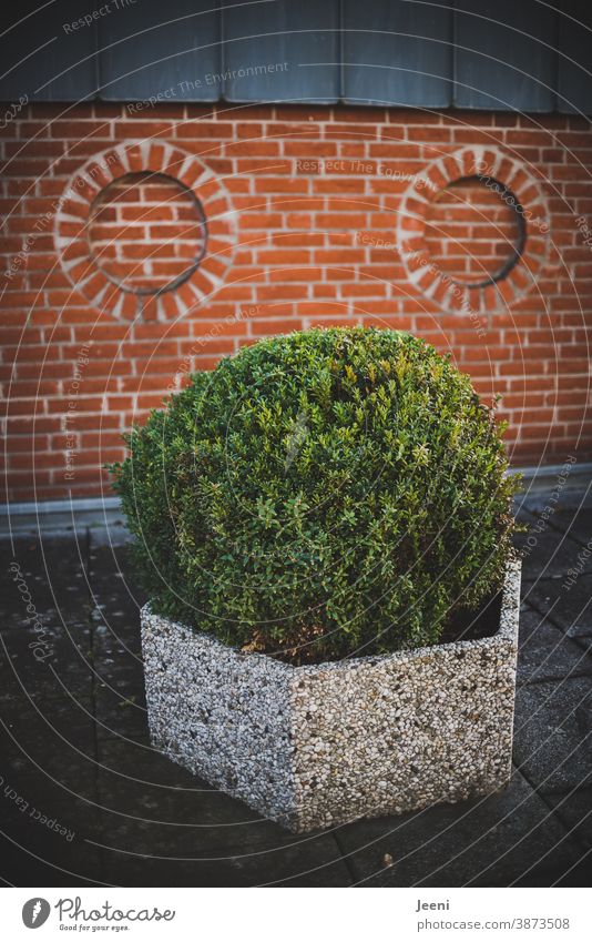 A face of brick wall and boxwood - the decorations in the brickwork look at me with big eyes masonry Wall (barrier) Brick Beech Green Wall (building) Facade