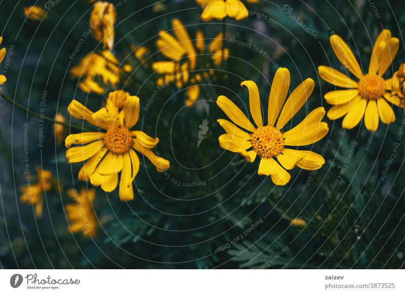 Close-up of some yellow flowers of euryops nature vegetation natural blossom flowered flourished botany botanical petals blooming closeup detail macro unfocused