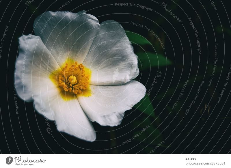 Macro of a white flower of cistus salviifolius nature vegetation natural blossom flowered flourished botany botanical petals blooming closeup detail macro dark