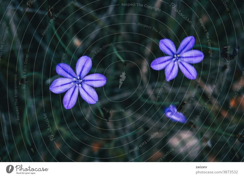 Close-up of two violet flowers of aphyllanthes monspeliensis nature vegetation natural blossom flowered flourished botany botanical petals blooming closeup