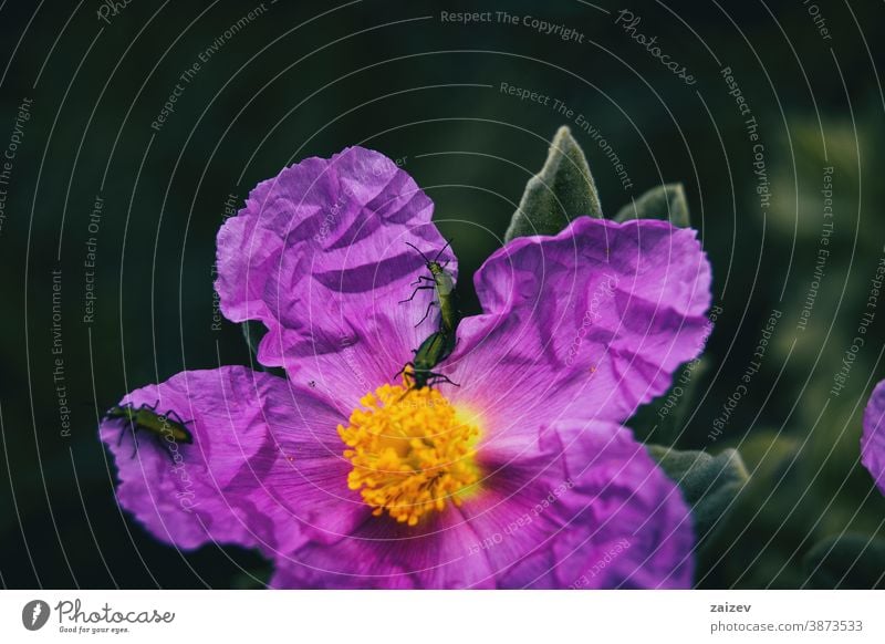 Detail of three small insects on the petals of a purple flowers of cistus albidus nature vegetation natural blossom flowered flourished botany botanical