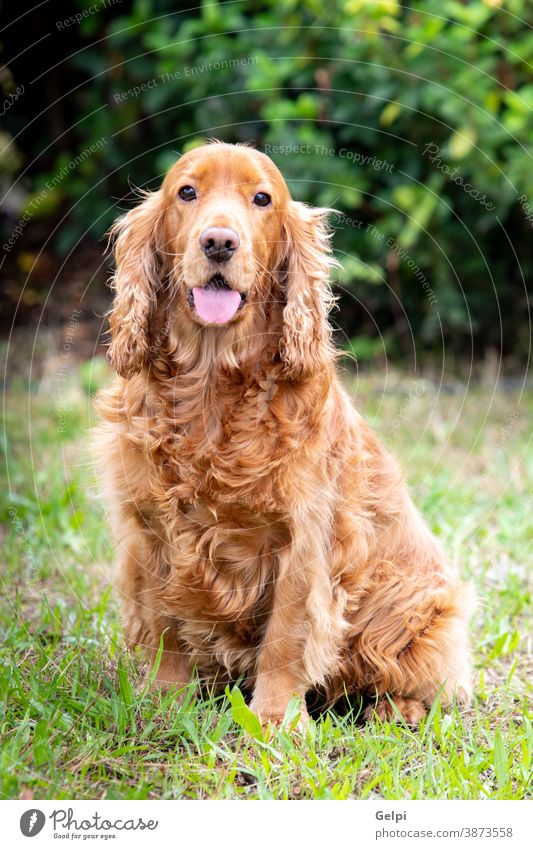 Adorable Cocker Spaniel outside dog pet animal spaniel cute brown portrait canine cocker breed garden park green grass furry mammal white adorable companion