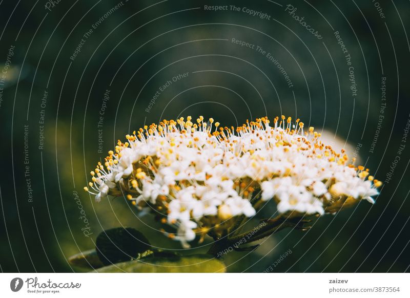 Close-up of a bunch of small white flowers with erected yellow stamens of viburnum tinus nature vegetation natural blossom flowered flourished botany botanical