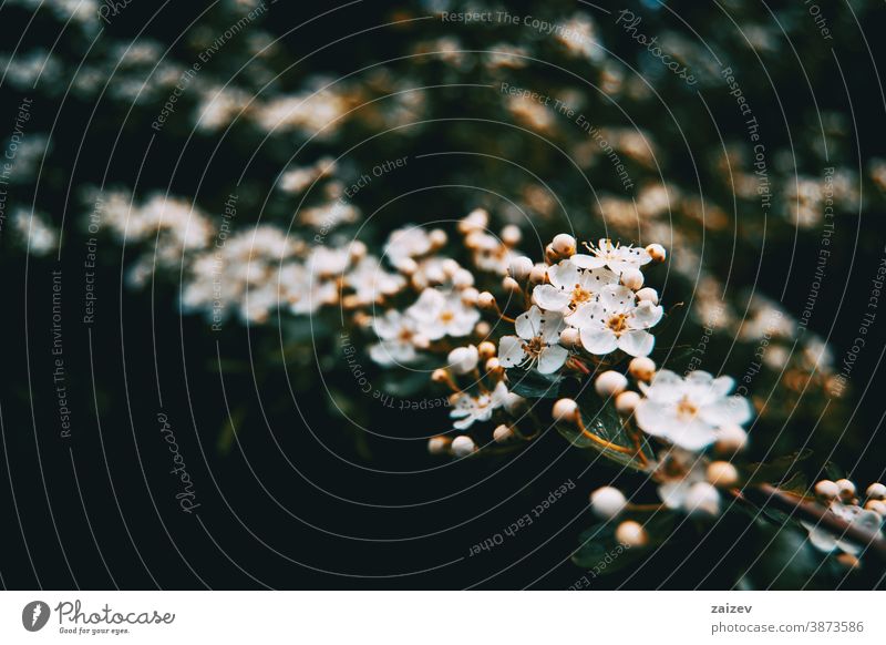 Close-up of a bunch of white flowers and buds of pyracantha nature vegetation natural blossom flowered flourished botany botanical petals blooming closeup