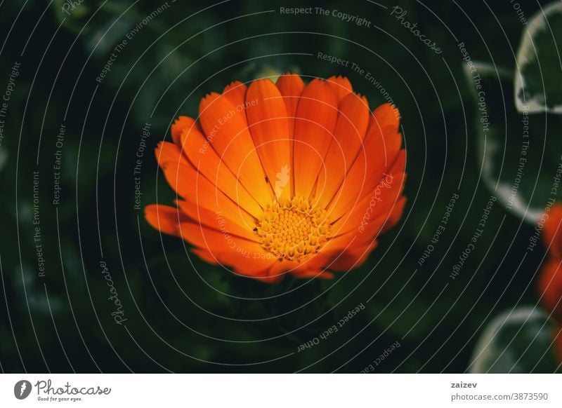 Close-up of an orange flower of calendula officinalis nature vegetation natural blossom flowered flourished botany botanical petals blooming closeup detail