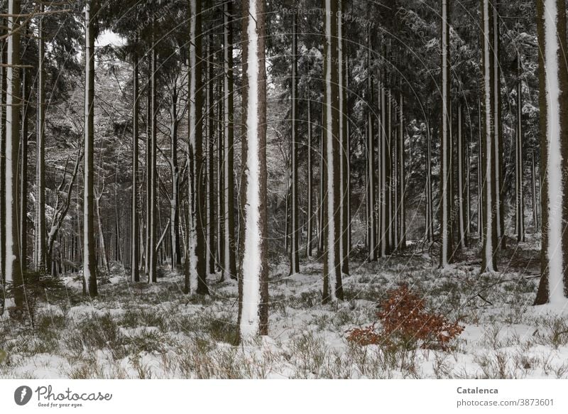 Snowy winter forest Wood Cold Winter Bushes Beech tree Forest Lumber industry trunk Forestry Tree Nature blueberry bush Spruce snowy White Green Brown