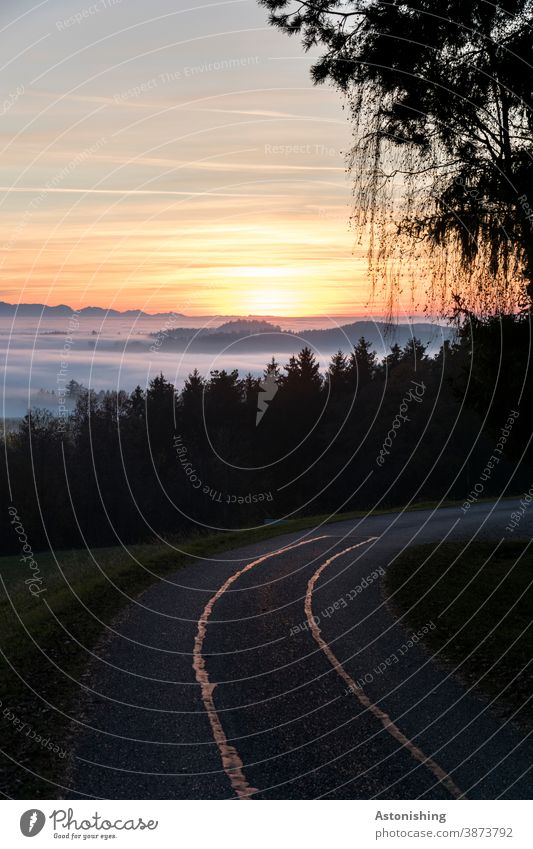 Sunset in the fog Fog Clouds Nature Landscape Street off Curve path Forest Environment Coniferous forest Hill Austria mill district Grass Evening Twilight Alps