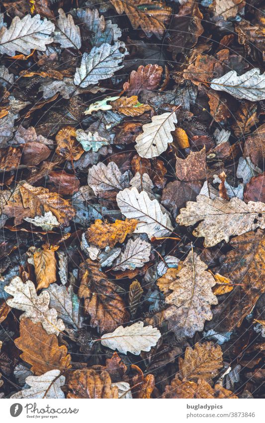 autumn foliage Autumn leaves oak leaves Oak leaf Oak forest Oak tree Deciduous tree Deciduous forest Leaves Nature Autumnal Autumnal colours Brown Yellow