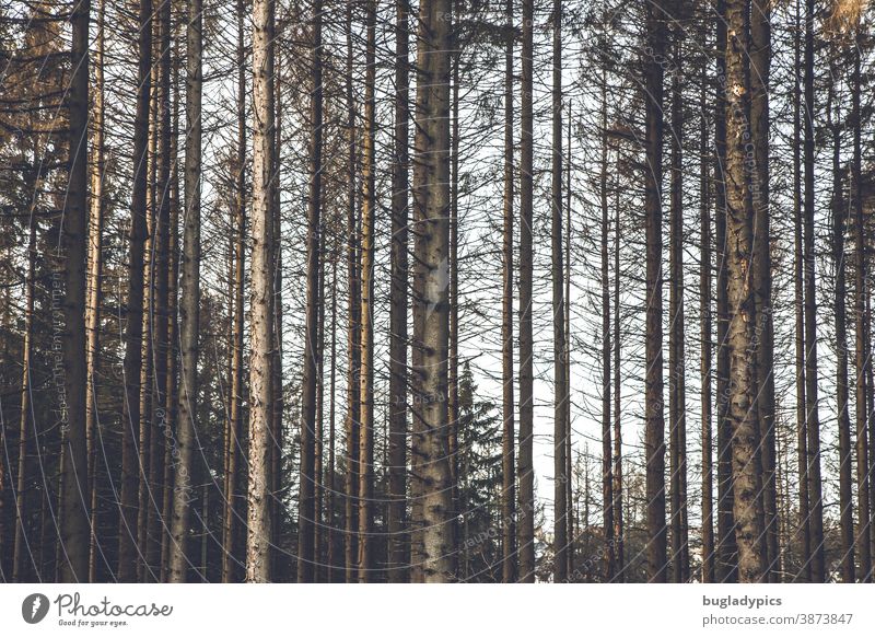 Dead spruces / trees in the forest Spruce forest Coniferous trees conifers Bleak bare trees Forest death Tree Climate change Wood Forestry Landscape Bark-beetle