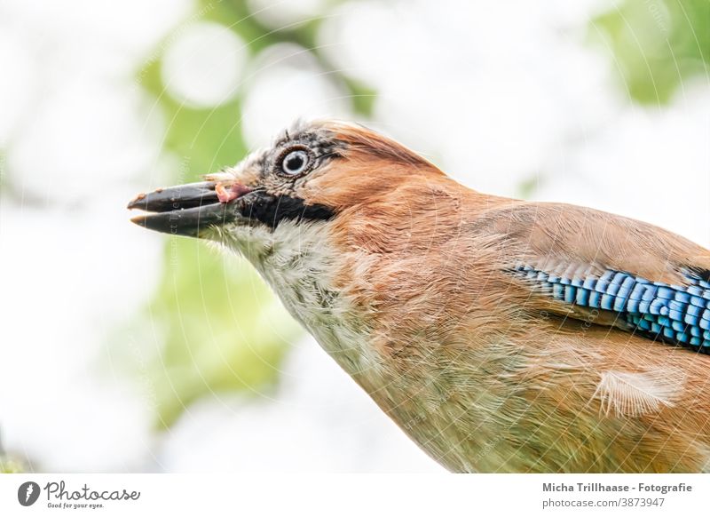 Jay observes the environment Garrulus glandarius Animal face Head Beak Eyes Grand piano Feather Plumed Bird Wild animal Near Observe Tree Twigs and branches