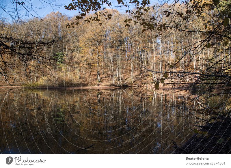 Mirrored autumn impressions Autumn Landscape Forest Lake reflection Impressions Reflection Water Tree Nature Exterior shot Environment Plant Calm Lakeside Idyll