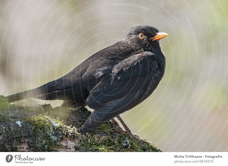 Blackbird in the sunshine Turdus merula Animal portrait Animal face Head Beak Eyes Feather Grand piano Bird Wild animal Nature Sunlight Tree Moss naturally