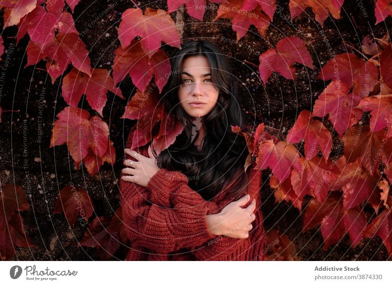 Woman standing on red autumn leaves wall woman leaf foliage color portrait brunette young female season fall nature park calm lady colorful bright natural mood