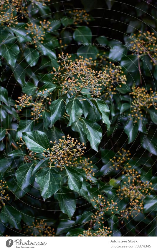 Green Hedera rhombea growing in garden japanese ivy hedera rhombea flower green dark plant summer botany flora growth nature leaf season fresh environment