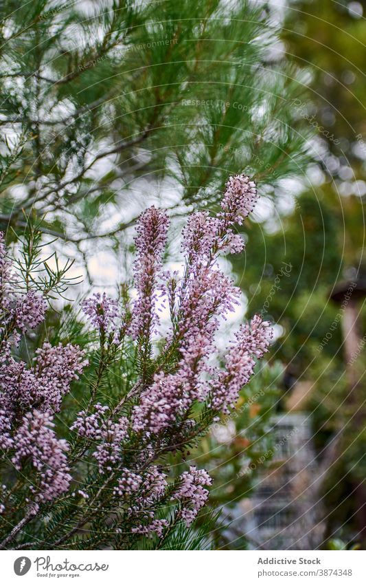 Blooming Erica plant in forest erica heath violet flower bloom blossom wood floral woods green daytime summer environment petal season nature tranquil idyllic