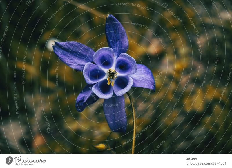 lilac flower in the center of the image with math shapes aquilegia nature vegetation natural blossom flowered flourished botany botanical petals blooming