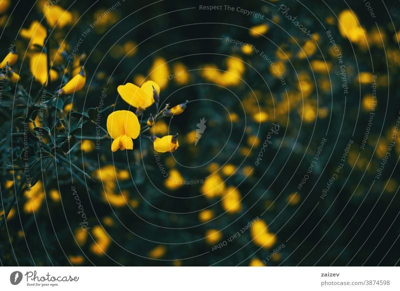Close-up of some yellow flowers and buds of cytisus scoparius nature vegetation natural blossom flowered flourished botany botanical petals blooming closeup