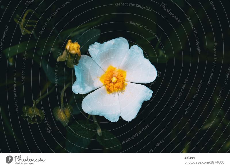 Detail of a white flower of cistus salviifolius nature vegetation natural blossom flowered flourished botany botanical petals blooming closeup detail macro