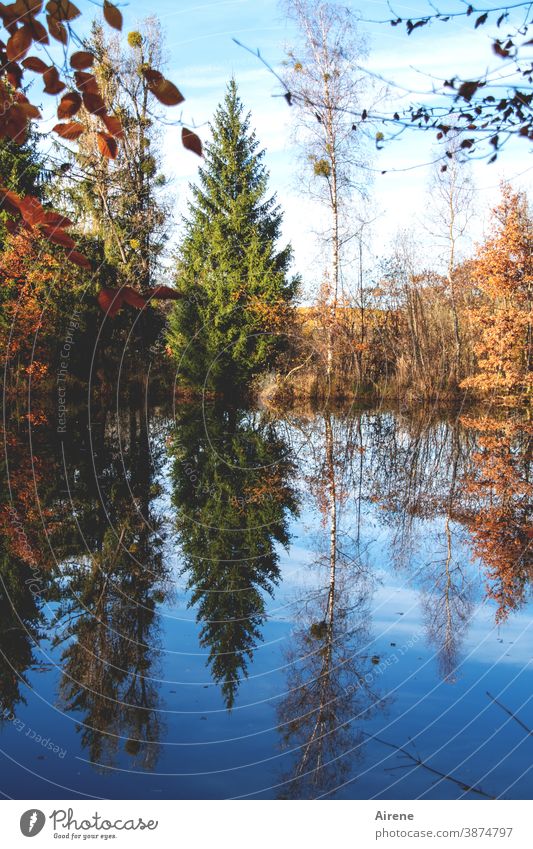 Sundays at the lake Lake Autumn Reflection Tree Autumn leaves Orange Blue Autumnal colours Forest Water reflection water level Sky Nature Calm Beautiful weather