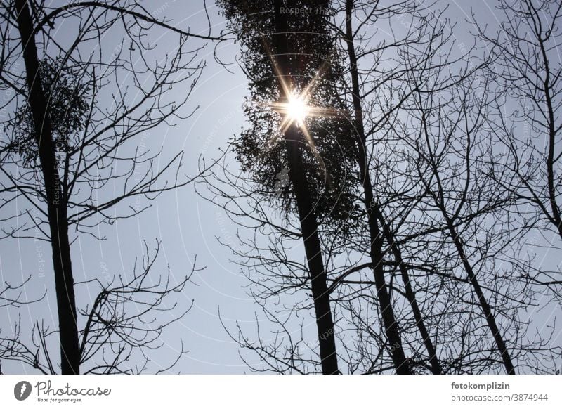 Sunbeam flashes starlike through treetops Treetop Tree tops bare trees Bleak Winter Forstwald Exterior shot Winter mood Winter light Weather Climate cold season