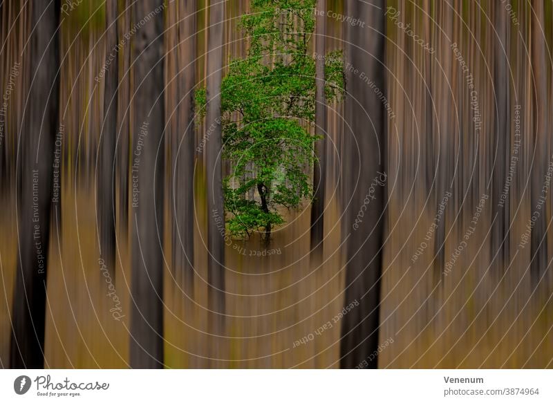 Single oak tree in a pine forest, subsequently processed for a surreal look Surrealism Forest Forest atmosphere Forest trees pines Abstract abstract art