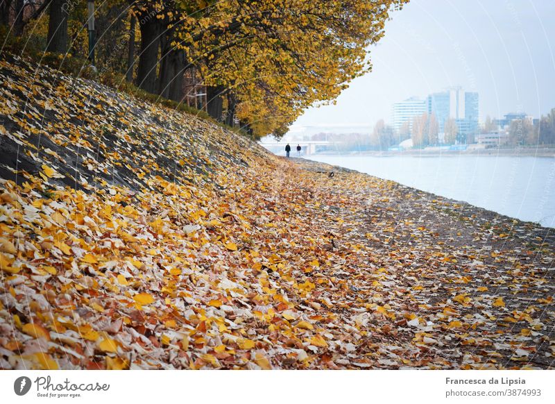 Autumn trees by the water Yellow leaves Water Sea promenade Perspective Nature Colour photo Exterior shot Copy Space bottom Day Edge of the forest Park Calm