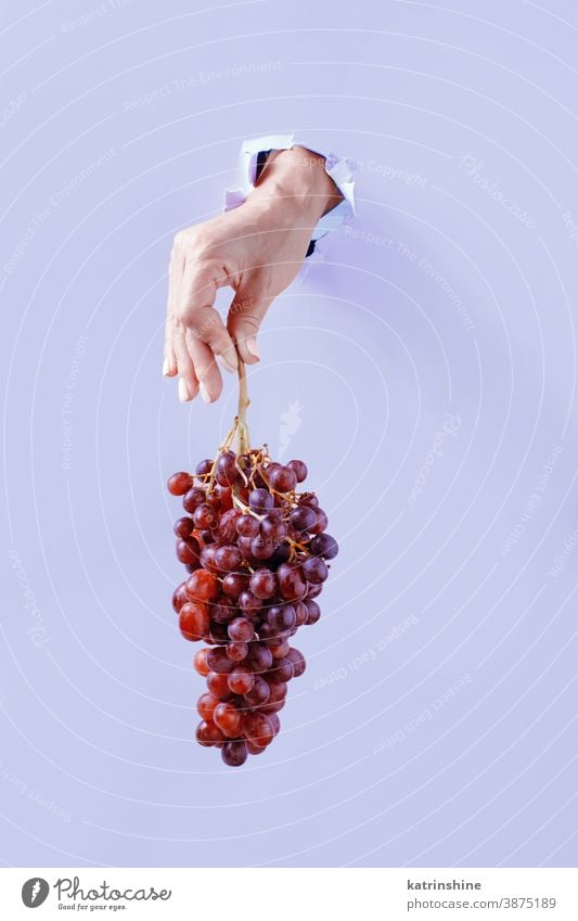 Hand keeping Grape cluster  from the hole in light purple paper hand grape lavender torn paper background close up pastel copy space minimal concept