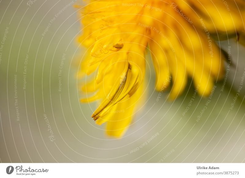 Delicate yellow flower of the dandelion (Taraxacum) Dandelion taraxacum Medicinal herbs Plant Flower Nature Spring Close-up Macro (Extreme close-up) Blossom