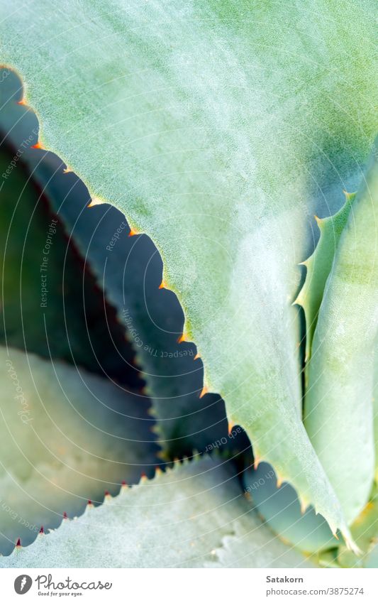 Succulent plant close-up, thorn and detail on leaves of Agave plant succulent agave leaf green white wax silvery gray beautiful nature texture symmetrical