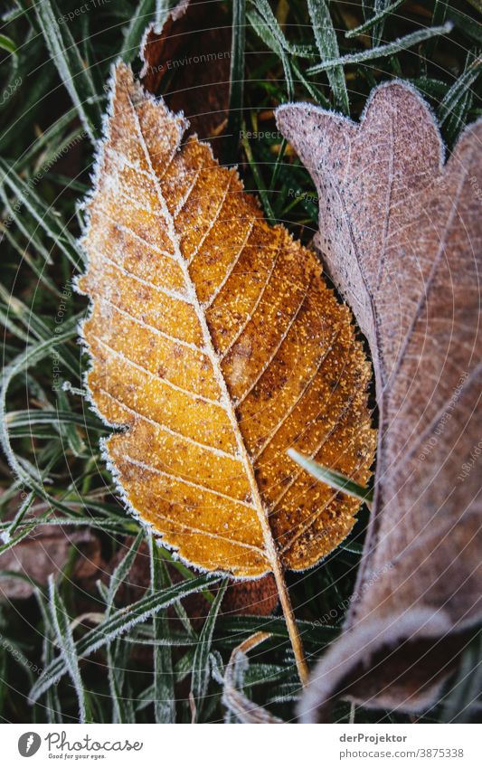 Hoarfrost-covered foliage in Berlin III Landscape Trip Nature Environment Hiking Plant Autumn Tree Forest Acceptance Trust Belief Autumn leaves Autumnal colours