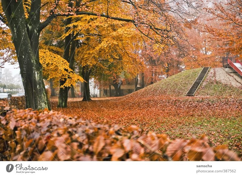 Autumn Environment Nature Plant Park Cold Autumn leaves Autumnal Early fall Autumnal colours Autumnal weather Automn wood Autumnal landscape Autumn wind