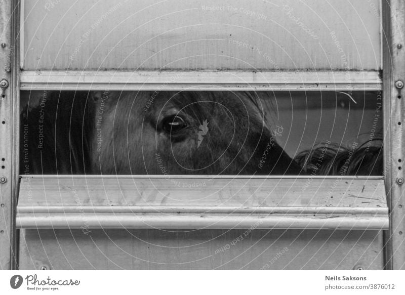 wild horse looking from cabin Abstract animal background bay beautiful beauty black brown chestnut close close up closeup cold color cute dark detail domestic