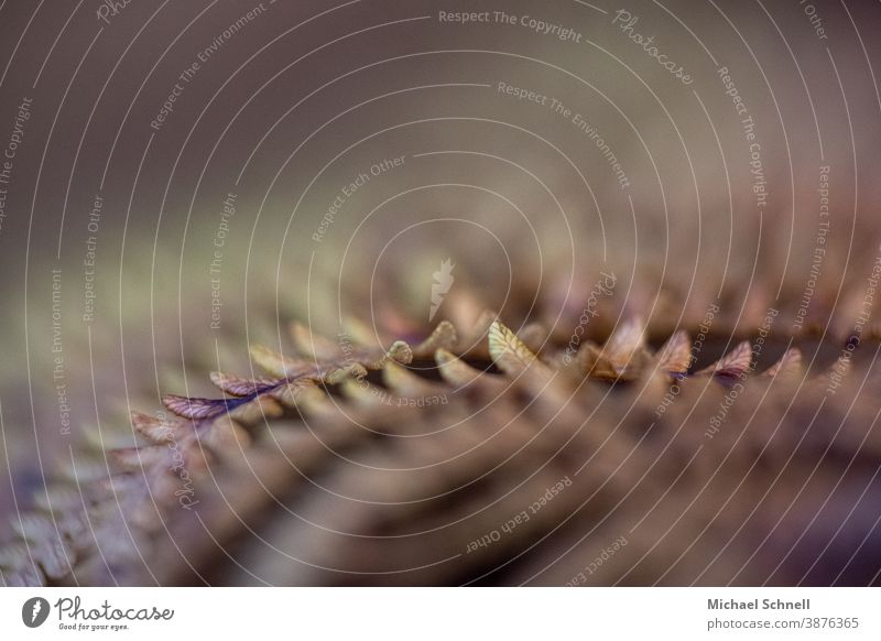 Close-up of a slowly wilting fern Fern Nature Plant Colour photo Shallow depth of field Detail Autumn Autumnal autumn colours Farnsheets Transience transient