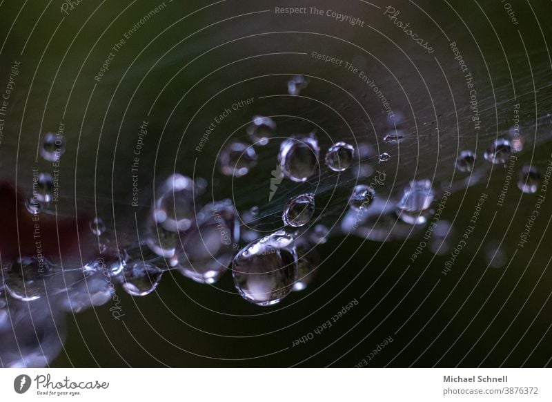 Dew drops in the spider's web Drop drop world Drops of water Water Wet Macro (Extreme close-up) Close-up Nature Detail Colour photo Exterior shot Deserted