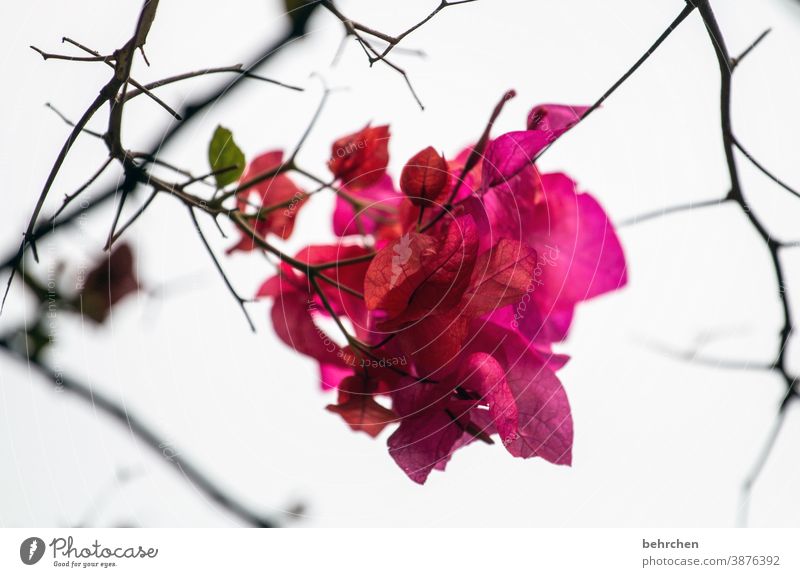 ray of hope Blossoming Contrast Colour photo Plant Exterior shot Fragrance fragrant Nature beautifully blossom Flower luminescent Blossom leave Environment